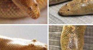 Змеи - шипящие симпатяги и отличные питомцы (13 фото)