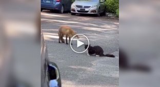 Meeting of a fox and a cat on the road