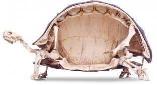 Что скрывает под собой панцирь черепахи (3 фото)