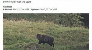 The mystery of a "creepy monster" eating cattle and frightening locals was solved in England (2 photos)