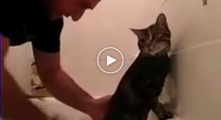 A guy bathes the most patient cat in the world