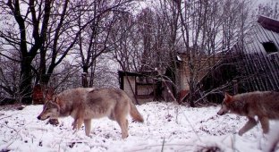 Mutated wolves from Chernobyl are immune to cancer (3 photos)