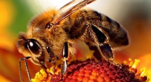 Что будет, если исчезнут пчелы? (5 фото)