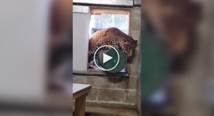 A Household Jaguar