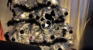 An opossum climbed into an American woman’s house and hid in the branches of a Christmas tree.