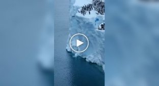 Hundreds of penguins made their first jump into the water from a huge glacier