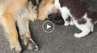 The cat doesn't let the dog sleep