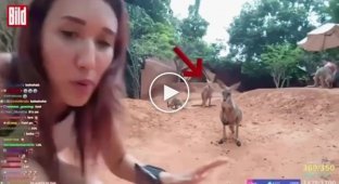 Kangaroo beat up girl during live broadcast from zoo