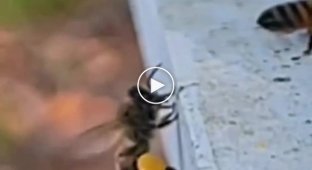 One day in the life of bees