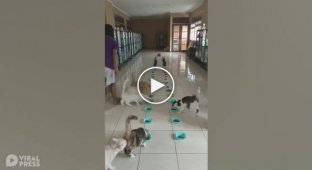 Коллективная трапеза кошек, спасённых на Бали