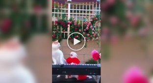 Creative differences in a cat duo