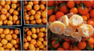 Doctors have named the safe amount of tangerines that can be eaten per day (2 photos)