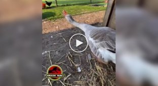 Goose's genetic memory awakened