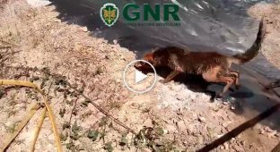 Спасение лисичек из осушенного искусственного водоема