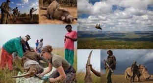 Война за носорогов (16 фото)