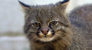 Панамська кішка – головний конкурент тибетських лисиць (3 фото)