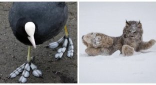 20 Animals with Incredible Paws (21 photos)