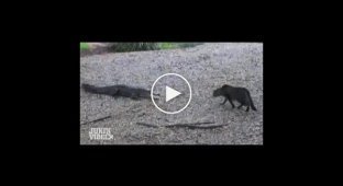 Кошка против аллигатора