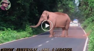 Слон расчищает дорогу для своей семьи