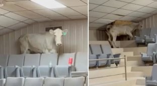 Корова устроила погром, пытаясь сбежать с животноводческого аукциона (4 фото + 1 видео)