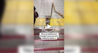 Ласточка свила гнездо в метро