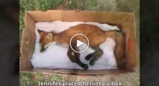 Женщина нашла раненную лисичку, которая еще дышала