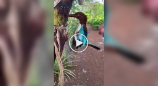 Птица которая постоянно застряет в деревьях