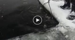 Неожиданная находка во льду