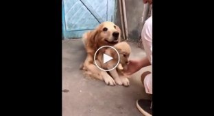 This dog loves his puppy so much that he won't even let his owner touch him.