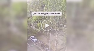 Woodpecker prevents a man from falling asleep
