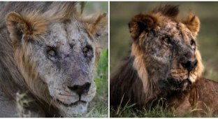 The oldest lion in the wild died at the hands of people (3 photos + 1 video)