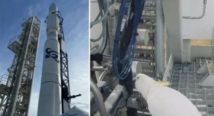 A parrot disrupted the launch of Australia's first space rocket (2 photos)