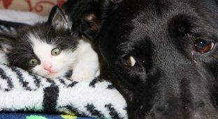 Dog fosters nearly 100 kittens after losing her best cat friend (10 photos + 1 video)