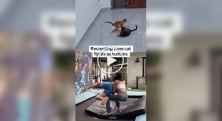 Cats are also wrestlers