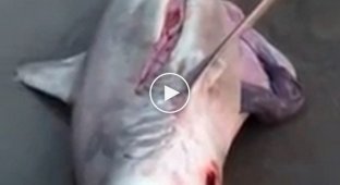 Он разрезал живот акулы, которую выбросило на пляж и спас маленьких акулят