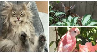 30 снимков животных для хорошего настроения (31 фото)