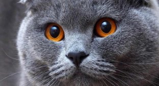 В Бельгии запретили разводить некоторые породы кошек. Шотландские вислоухие, бенгальские и саванны (3 фото)