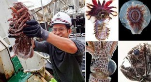 В Индонезии поймали более 12 тысяч "инопланетных" морских существ (15 фото)
