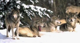 Стая волков помогла женщине родить ребенка и защищали её от снежной бури!