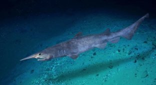 Brownie shark: a creepy inhabitant of the deep sea (8 photos)