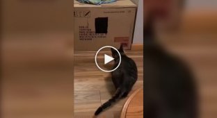 A cat's attempt to jump into a drawn hole