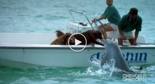 A friendly dolphin swam up to the dogs and kissed one of them