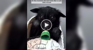 A girl saved and raised a baby flying fox