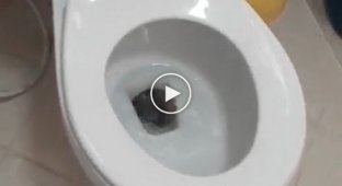 Опасность в туалетах Таиланда