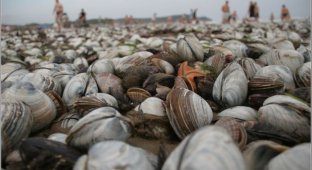 Тонны деликатесов выбросило на пляж (33 фото)