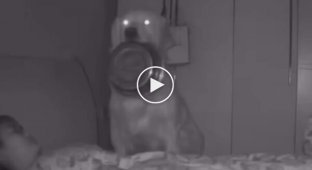 A hungry dog ​​scared the owner