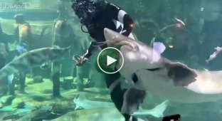 A large fish attacked a diver in an aquarium
