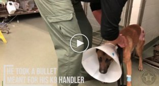 Полицейский пёс спас офицера-напарника, закрыв его от пули во время перестрелки
