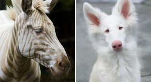 17 amazing albino animals whose snow-white color makes them real gems of nature (18 photos)