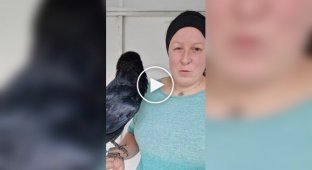 A tame crow amazes everyone with its human voice